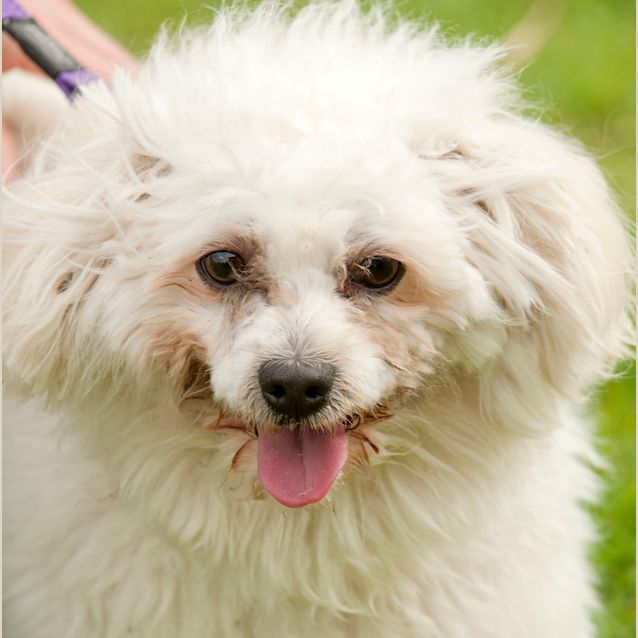 Photo of Ziggy Id7705