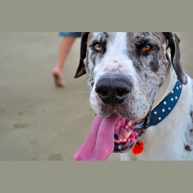 Photo of Major And Bob