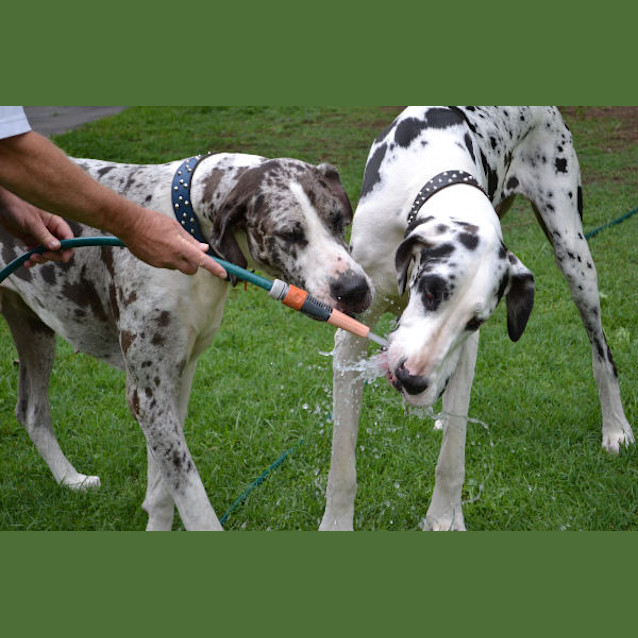 Photo of Major And Bob