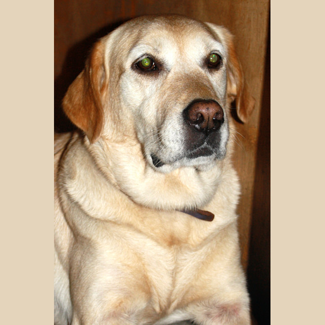 Photo of Bella   Good With Cats
