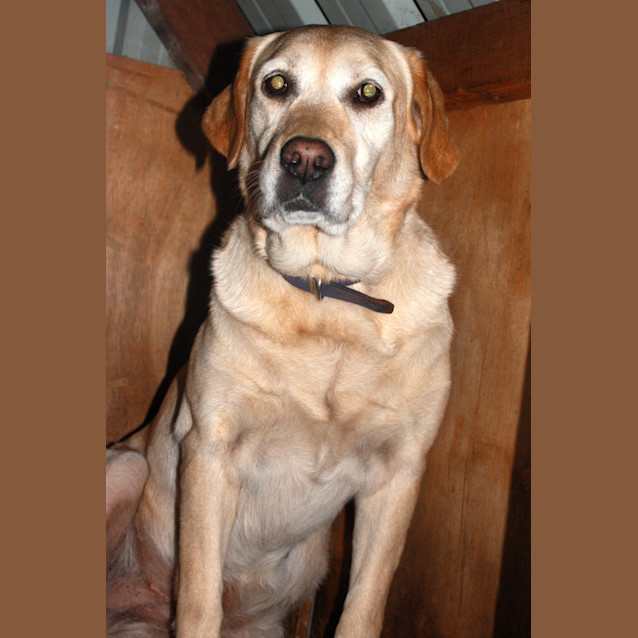 Photo of Bella   Good With Cats