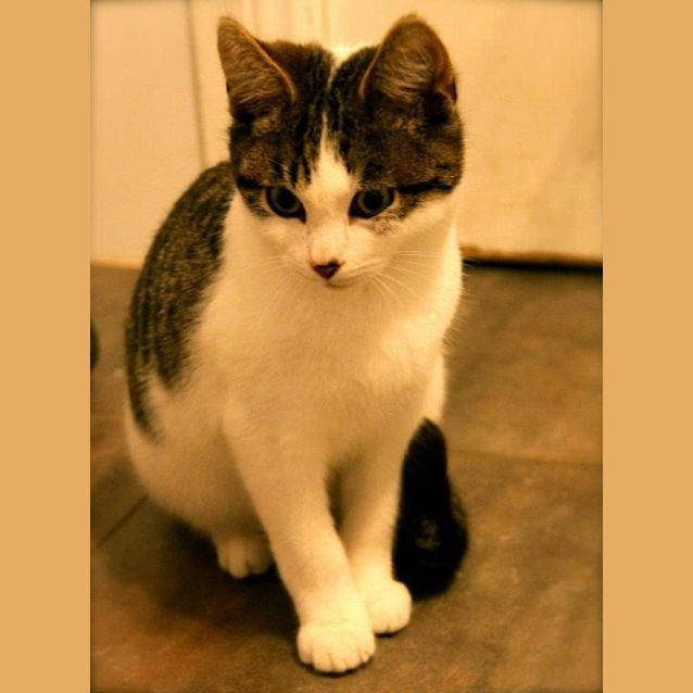 Photo of Mr Smoochy (On Trial In My New Home)