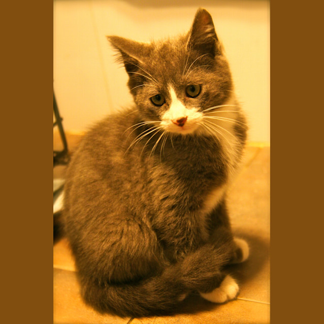 Photo of Flynn (On Trial In My New Home)
