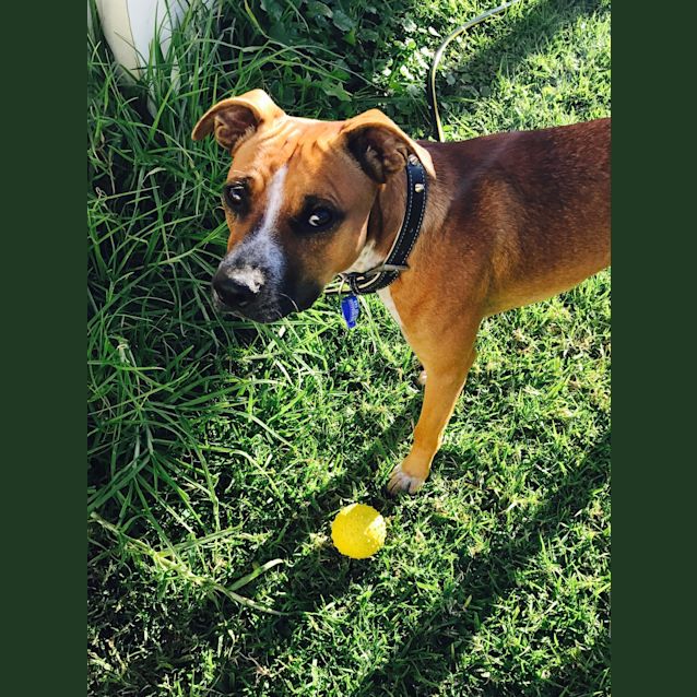 Photo of Scooby ~ 11mo Boxer X Ridgeback (On Trial 23/5/17)