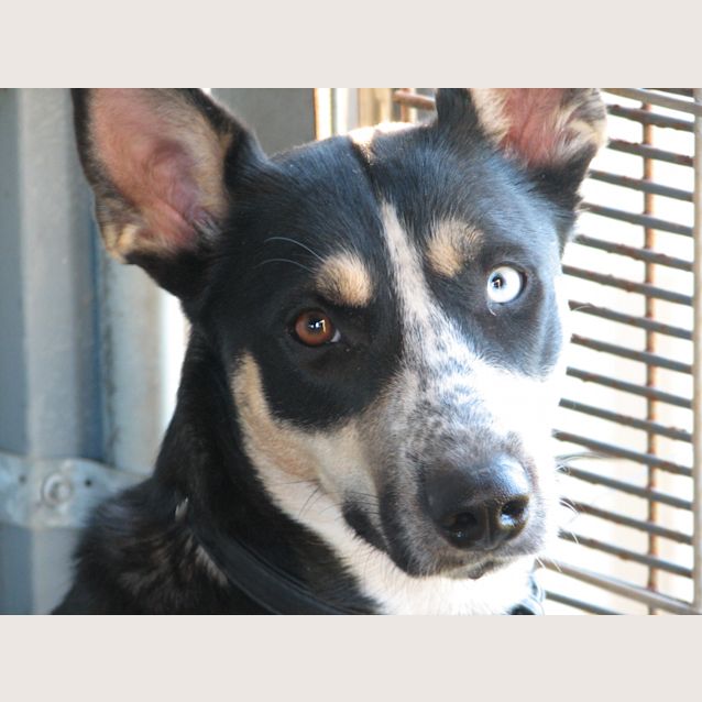 Photo of Skye