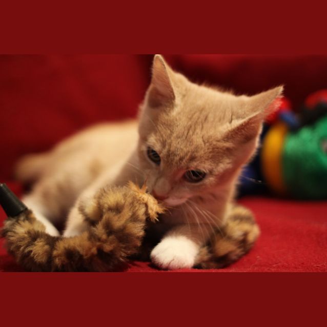 Photo of Marley