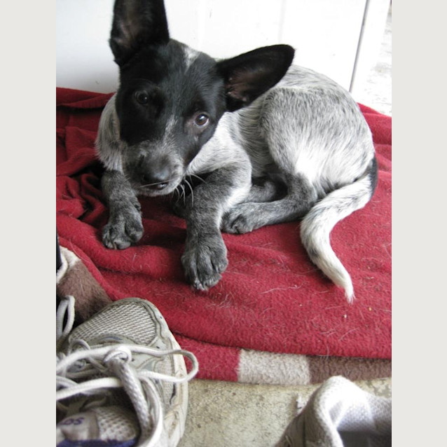 Photo of Alfie *Adoption Pending*