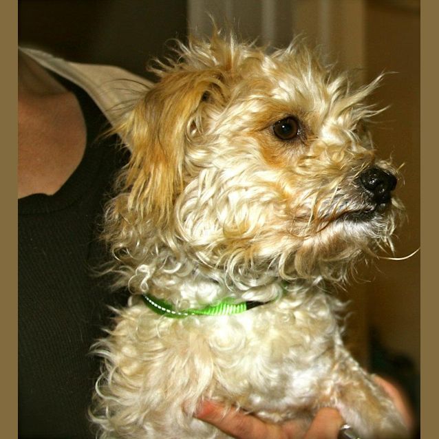 Photo of Lucky(on Trial In My New Home)