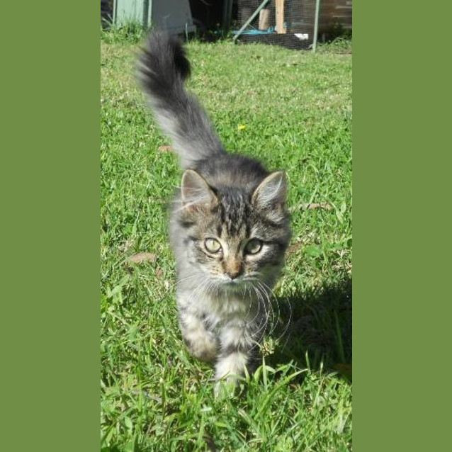 Photo of Mindy *Adopted : )*