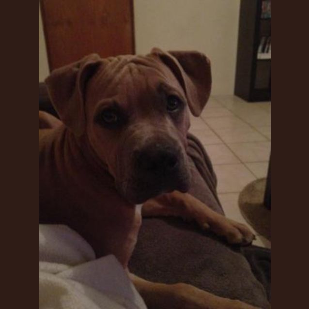 Photo of Cupcake  Sweet And Smart Puppy