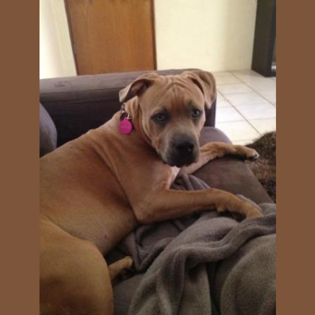 Photo of Cupcake  Sweet And Smart Puppy