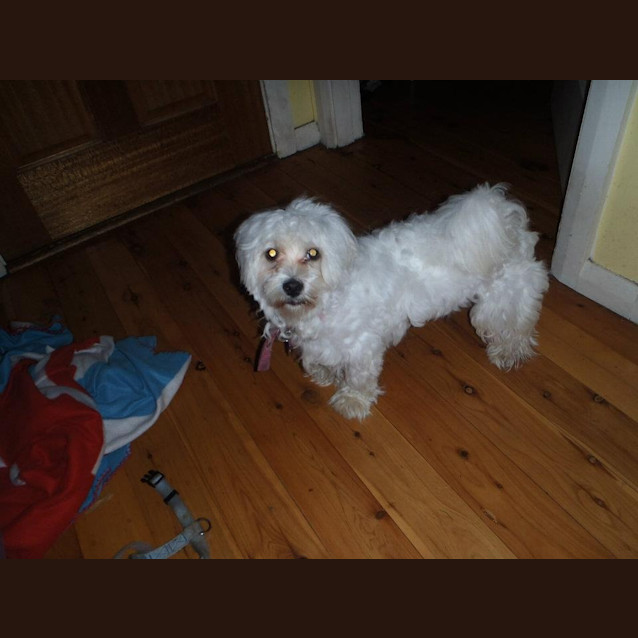 Photo of Charlie (On Trial In My New Home)