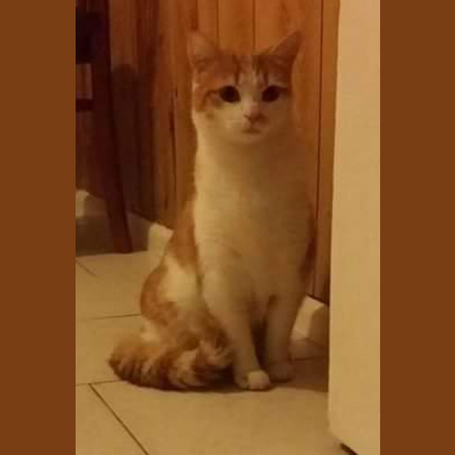 Photo of Simba Handsome Young Man 💜