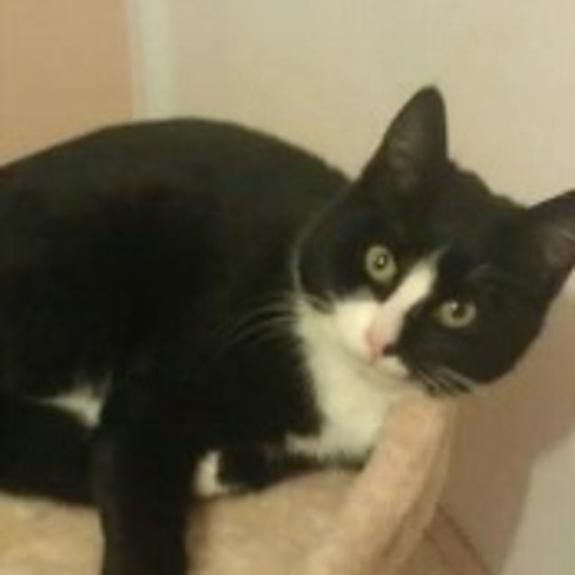 Photo of Shadow