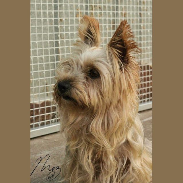 Photo of Penny