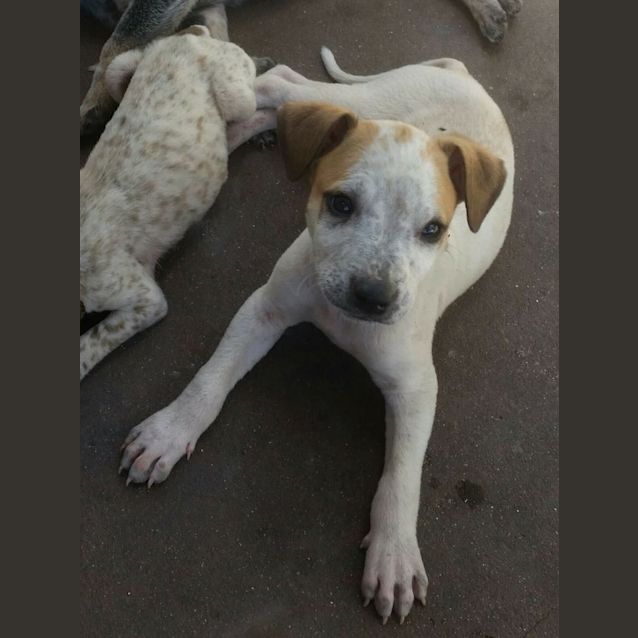 Photo of Apollo
