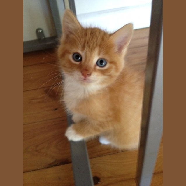 Photo of Binka (On Hold)