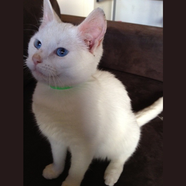 Photo of Cleo (On Hold)