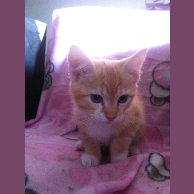 Photo of Liberty