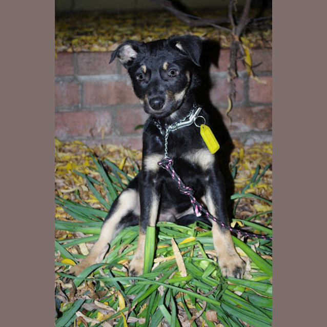 Photo of Koby