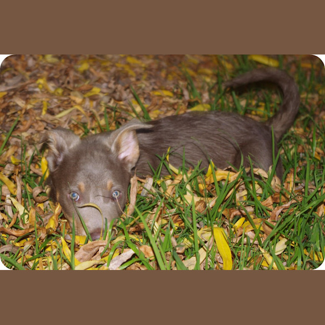 Photo of Bing