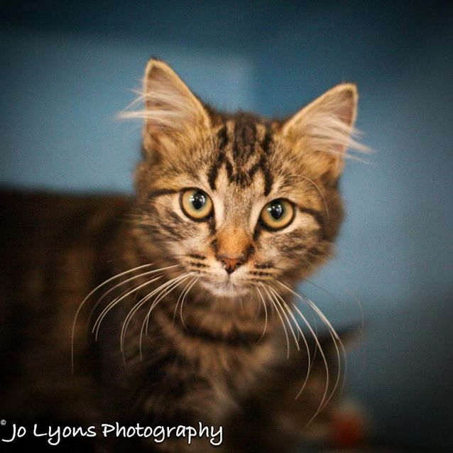 Photo of Amigo