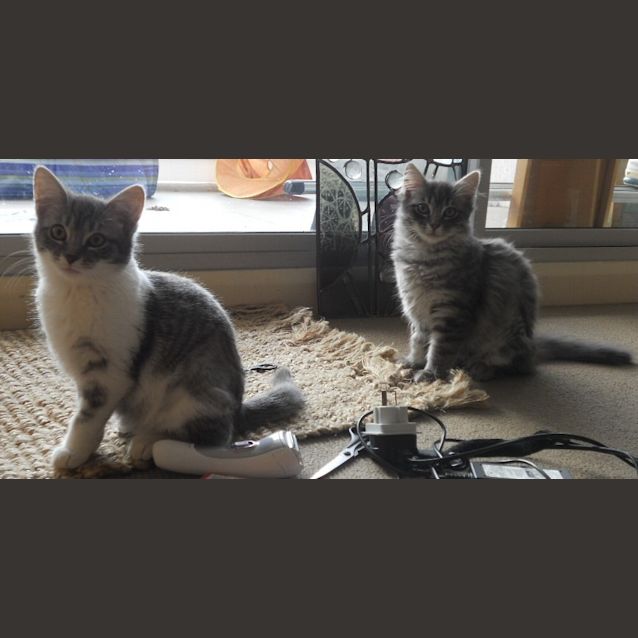 Photo of Ivy *On Trial Adoption With Shelby Yay!*