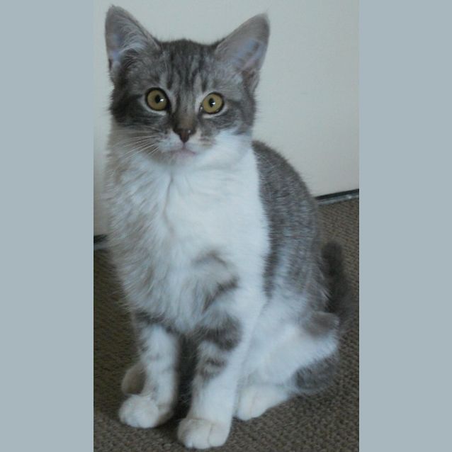 Photo of Ivy *On Trial Adoption With Shelby Yay!*