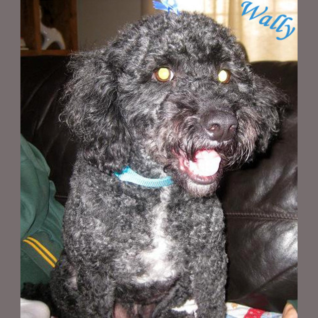 Photo of Wally (On Trial)