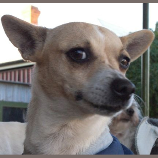 Photo of Meg   Adoption In Progress
