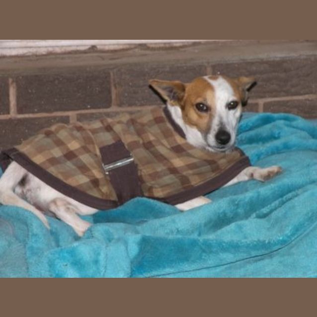 Photo of Millie   Adoption Pending