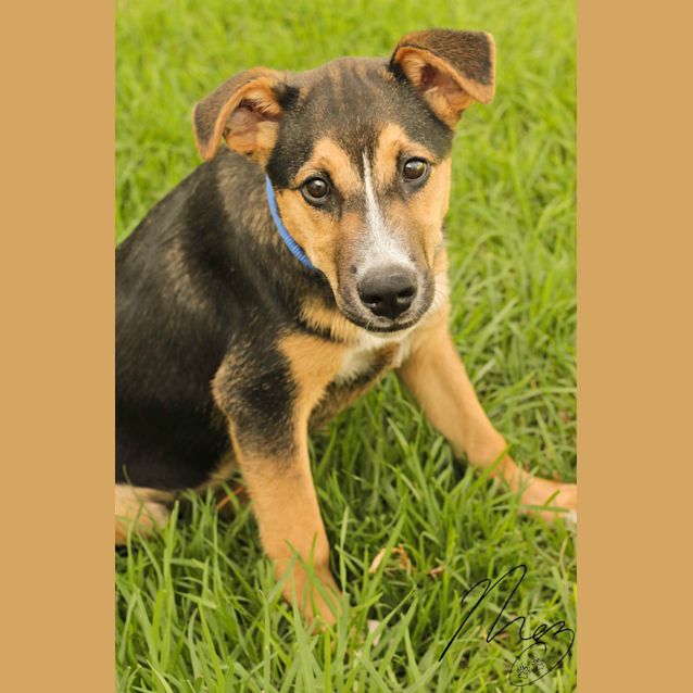 Photo of Harvey The Handsome, Happy, Huntaway