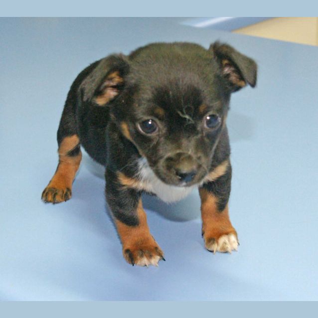 Photo of Pebbles