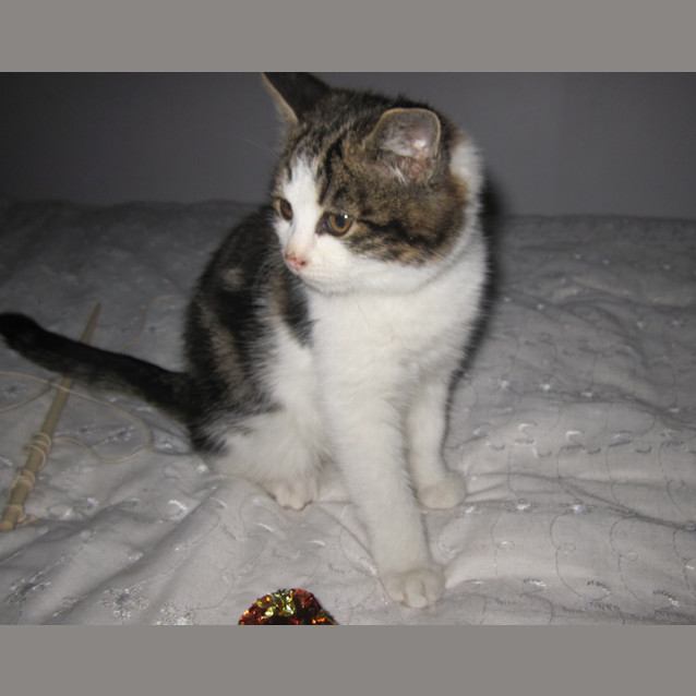 Photo of Charlotte *Adoption Pending*