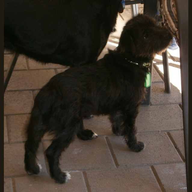Photo of Lottie *On Trial In Her New Home*