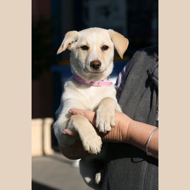 Photo of Layla