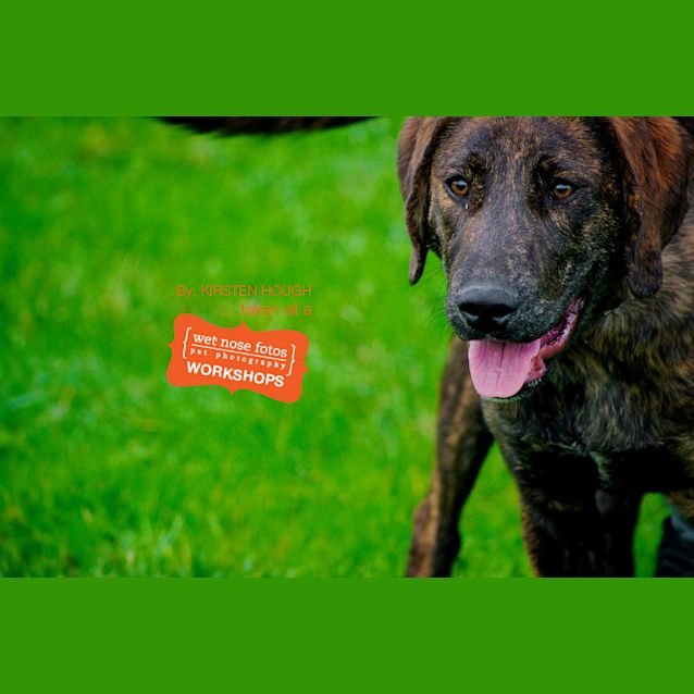 Photo of Banjo