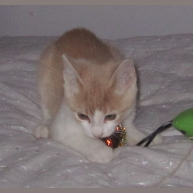 Photo of Strawberry  *Adoption Pending*