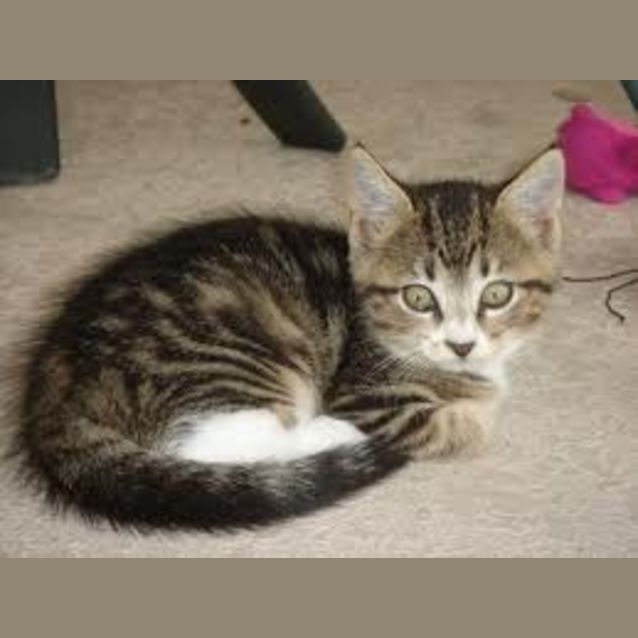 Photo of Kitty