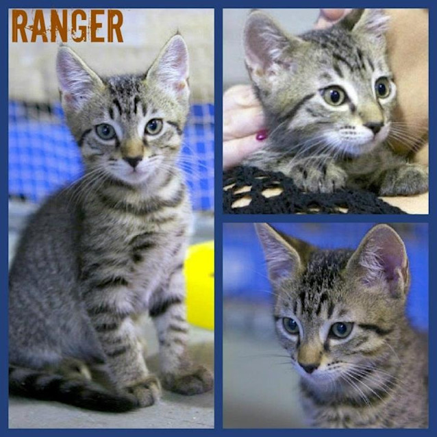 Photo of Ranger