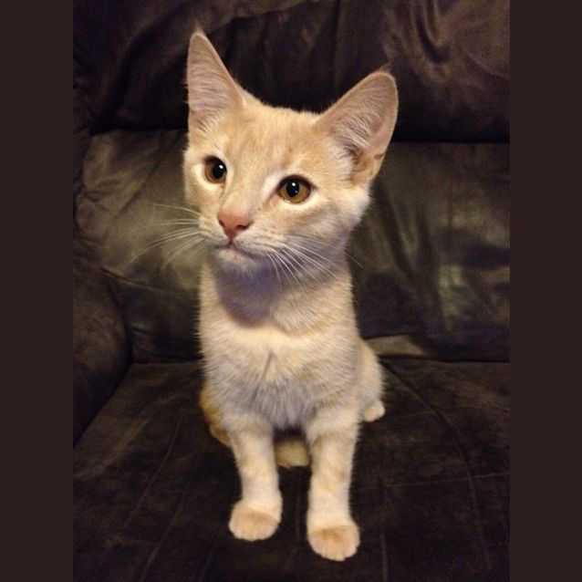 Photo of Baxter * On Trial In His New Home *