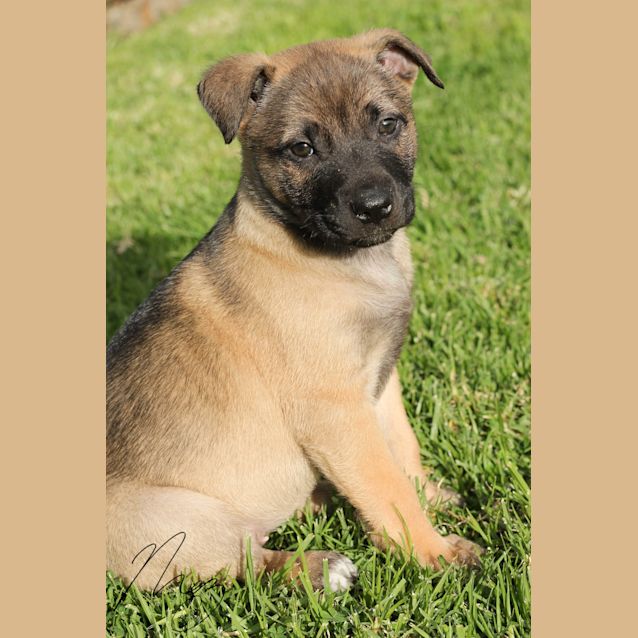 Photo of Rascal Is A Ridgeback X Pup