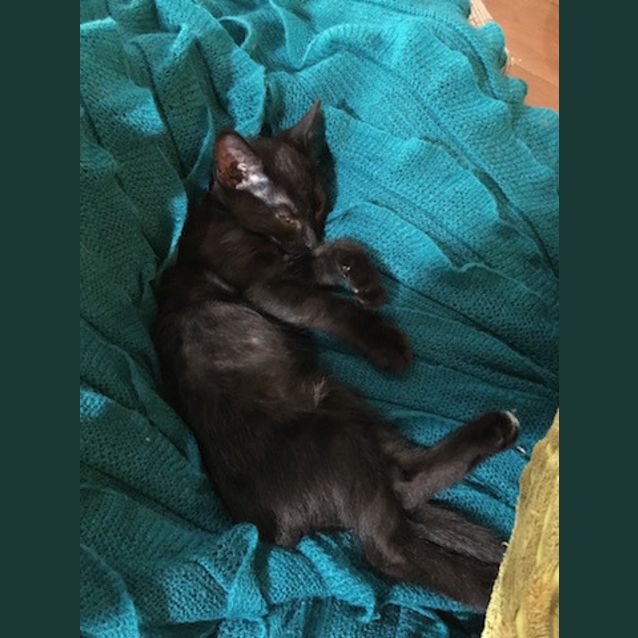 Photo of Ebony