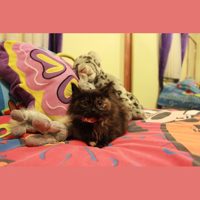 Photo of Fluffy F *Adoption Pending*