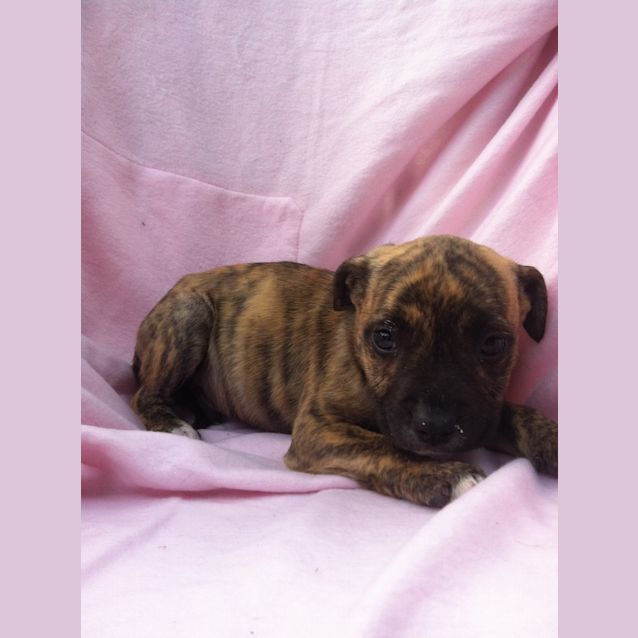 Photo of Kaizer
