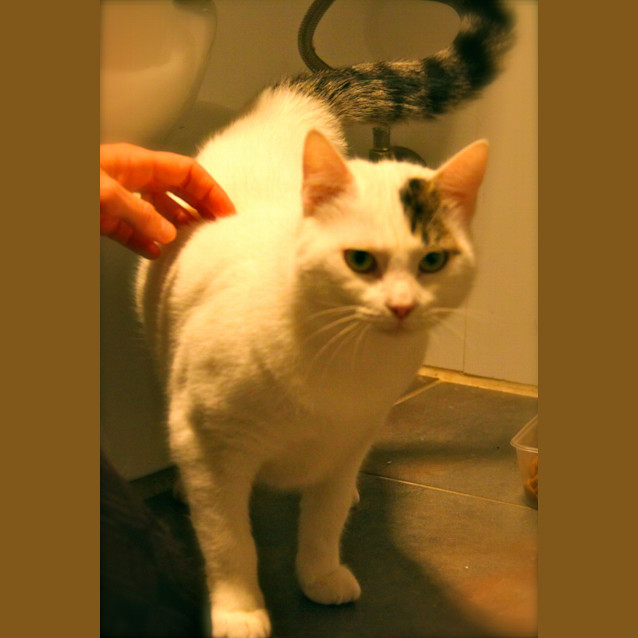 Photo of Kiri