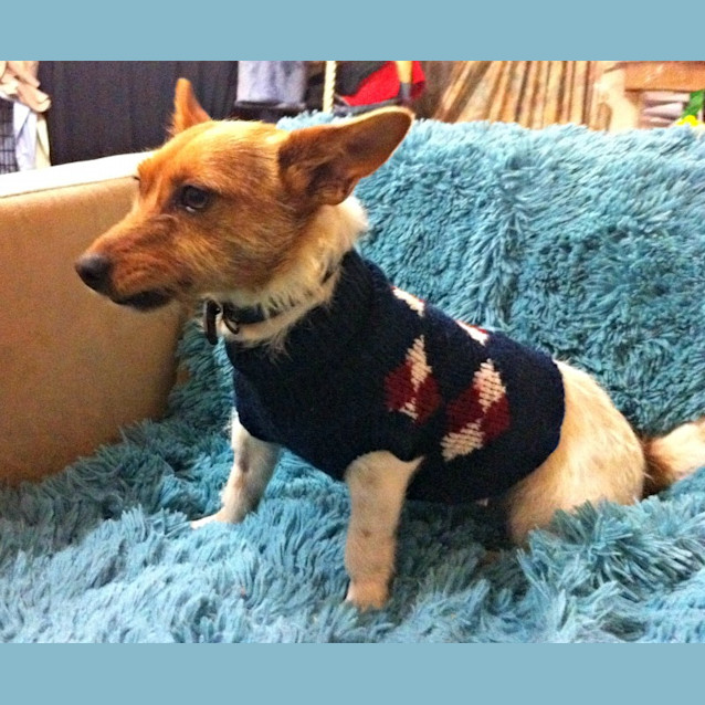 Photo of Bunny   Adoption Pending!