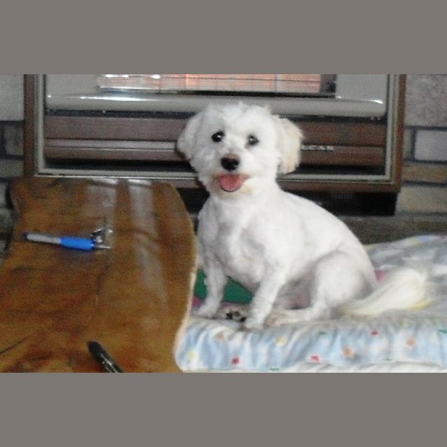 Photo of Brody