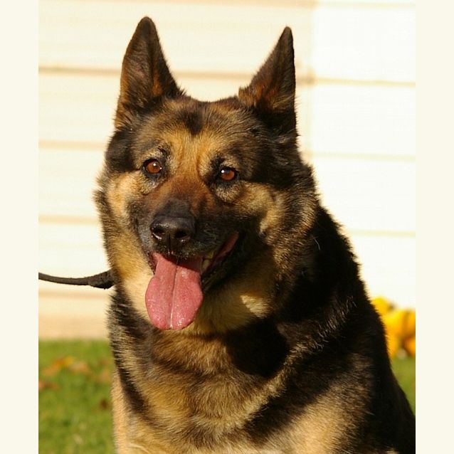 Photo of Molly On Hold Pending Adoption