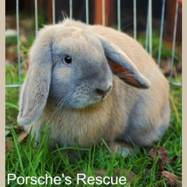 Photo of Adell   Desexed And Vaccinated  On Hold